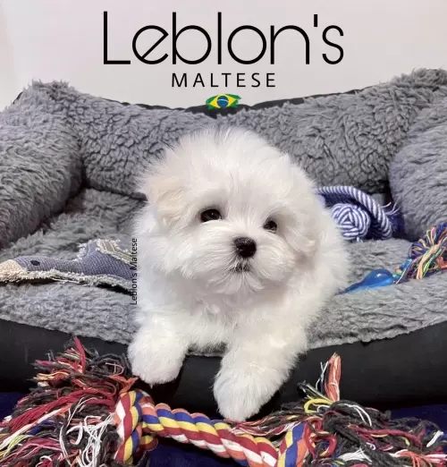 Filhotes Leblons