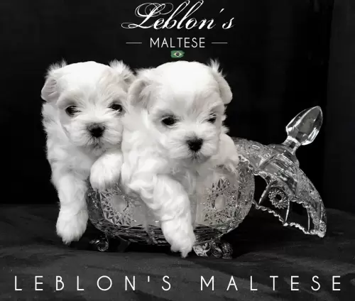 Filhotes Leblons