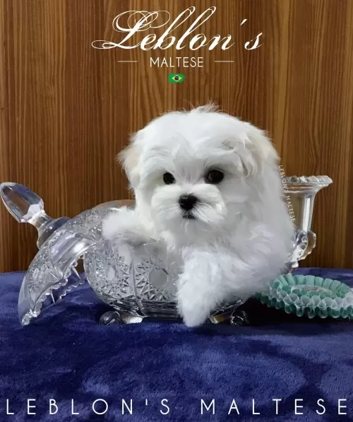 Filhotes Leblons