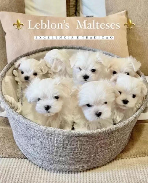 Filhotes Leblons