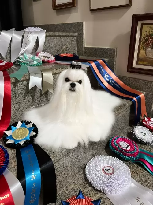 Nossos Cães
