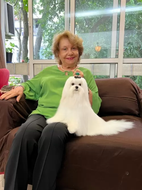 Nossos Cães
