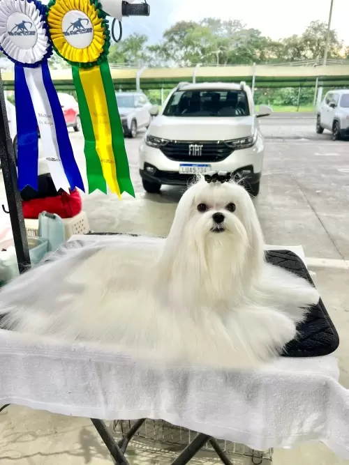 Nossos Cães