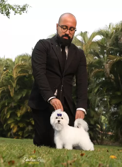 Nossos Cães