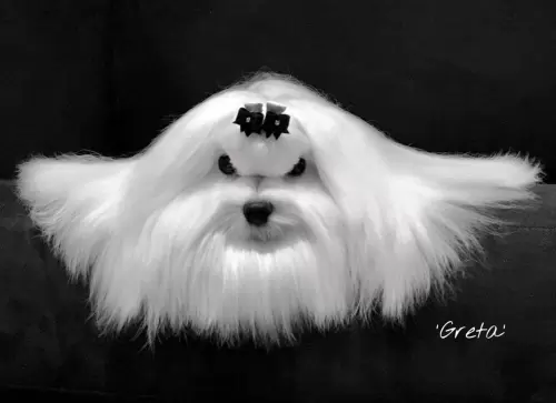 Nossos Cães
