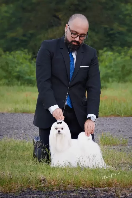 Nossos Cães
