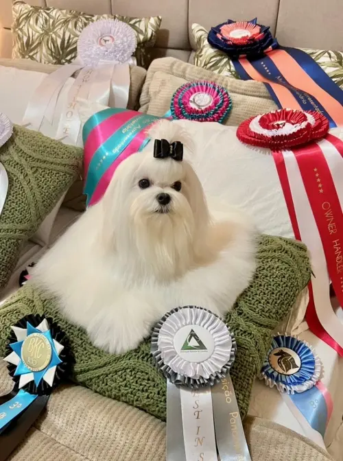 Nossos Cães