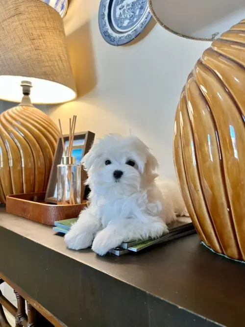Nossos Cães