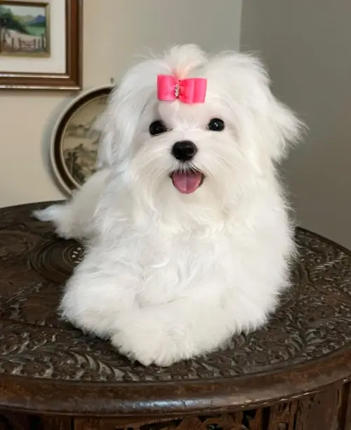 Nossos Cães