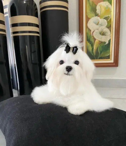 Nossos Cães