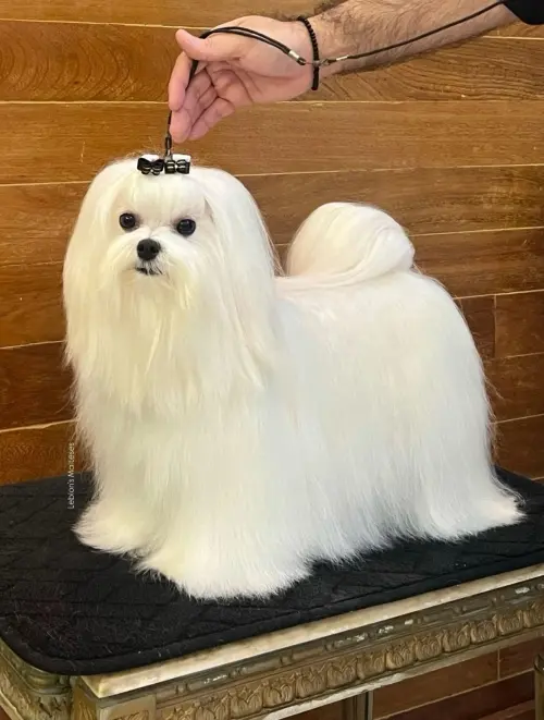 Nossos Cães