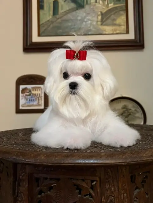 Nossos Cães