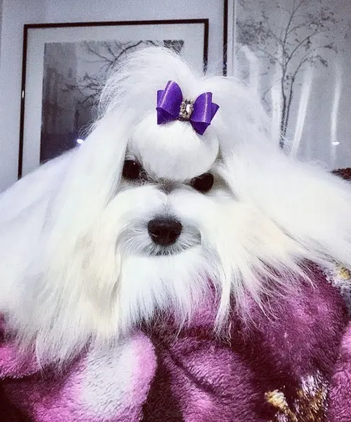 Nossos Cães